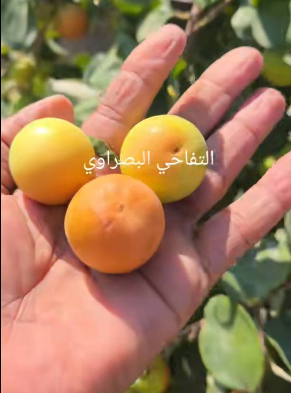 كادر تطعيم أشجار سدر ( النبك )داخل قضاء المقدادية سعر تطعيم شجرة واحدة 15 الف و الذي لديه أكثر من شجرة بيها مجال  ، و إلي ما يتمكن يدفع نسويها لوجه الله تعالى و هذه الأصناف الموجودة و غيرها اذا انت توفر صنف انت تريده هم ماكو اشكال .
..
مراسلة الصفحة


**إذا كنت صاحب هذا الإعلان وتريد حذفه لأي سبب، رجاءا أرسل رسالة إلى الدعم الفني**