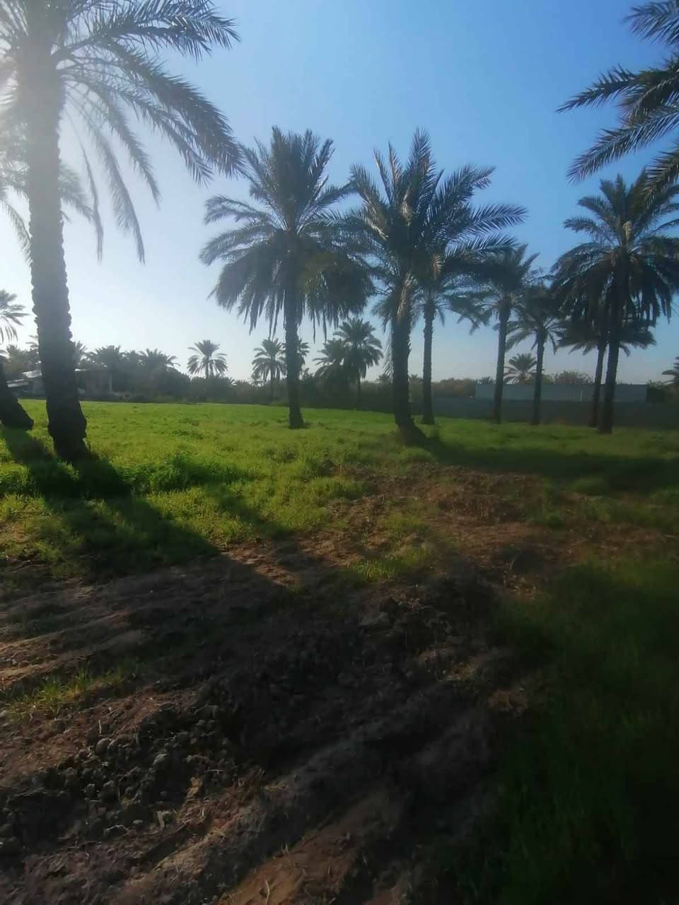 مزرعه 3دوانم ملك صرف طابو .التويثه الشرقيه بالورديه مساحه رائعه مستطيله 106×72
سعر الدونم على الخاص رجاءا بغداد, العراق


**إذا كنت صاحب هذا الإعلان وتريد حذفه لأي سبب، رجاءا أرسل رسالة إلى الدعم الفني**