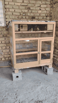 قفص كامل • ٩ قندورات • فلوجه