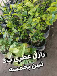 زرع ضلي • زرع خارجي • توصيل