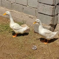 بط للبيع • طيور للبيع • حيوانات للبيع • بط • طيور • حيوانات • حيوانات ...