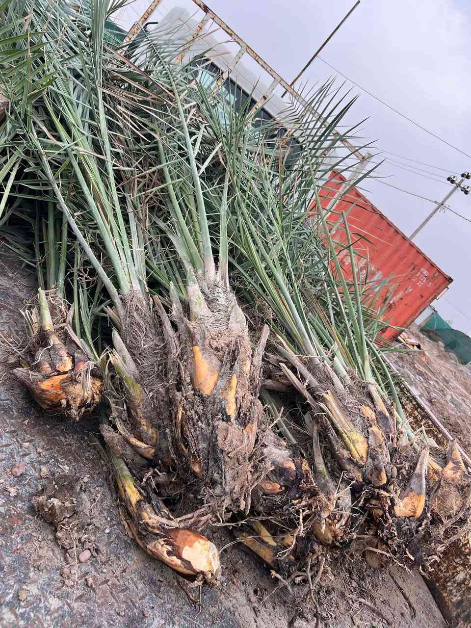 السلام عليكم
تتوفر لدينا فسائل برحي قلع للبيع
للاستفسار الاتصال على الرقم‏ ‪+964 783 499 4275‬‏ البصرة السيبة


**إذا كنت صاحب هذا الإعلان وتريد حذفه لأي سبب، رجاءا أرسل رسالة إلى الدعم الفني**