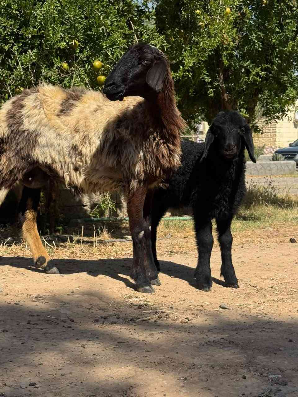 السلام عليكم

نعجه ثنيه اول بطن وره طلي نعجه خشنه وحاله فول الفول الشراي يتصل مكاني شرقاط قريه شكرا

***********
