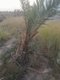 أرض زراعية • ٢ دونم • نخل ومويه الفرات