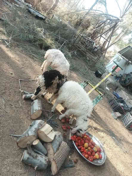 متاح طليان مال ربط عنواني الدور ***********
