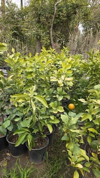 زرع حمضيات • نارنج • برتقال