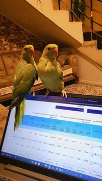 زوج دره • اليفات • شهرين ٢٠يوم
