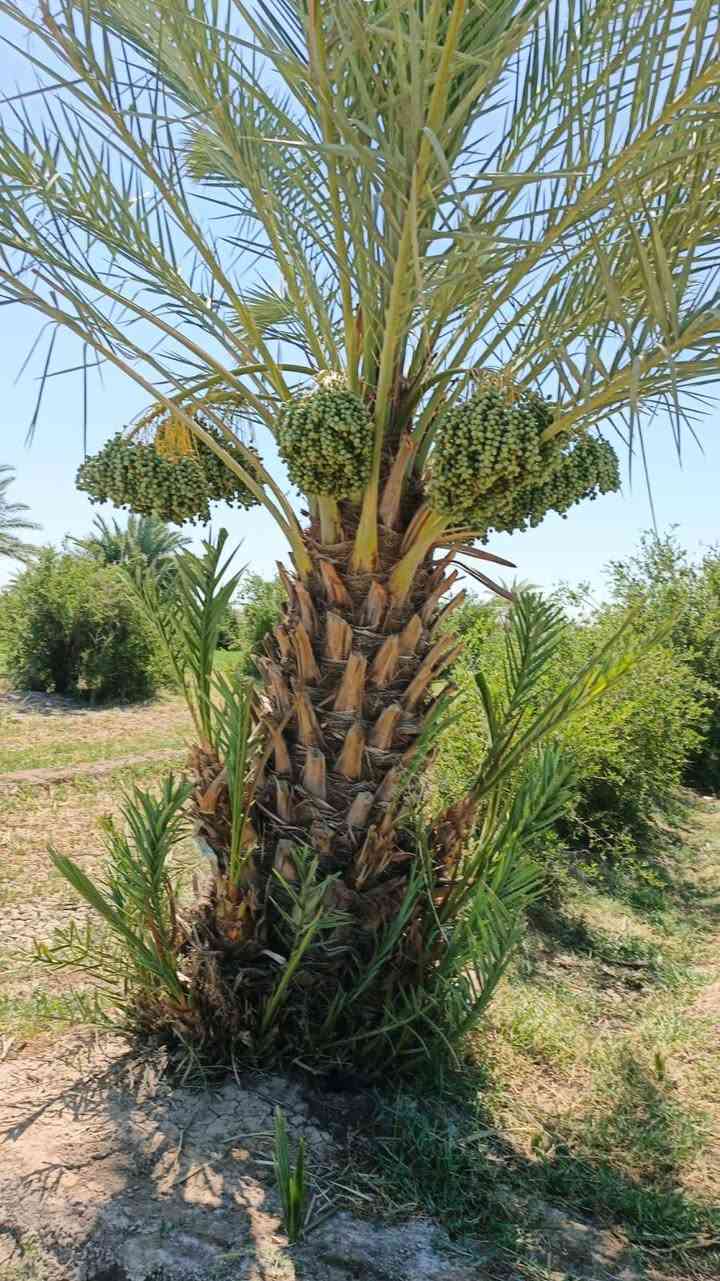 🌴 للبيع بستان طابو صرف – الديوانية / السنية 🌴
📍 الموقع: نزلت سيد جرص – قرية حمزة آل غانم
📐 المساحة: 9 دونم
📄 الجنس: بستان طابو صرف

✅ البستان مزروع بالكامل
✅ يحتوي على 3 آبار ارتوازية
✅ حصة نهر متوفرة
✅ المياه متوفرة بشكل دائم وممتاز للزراعة

📞 للاستفسار والتفاصيل أكثر:
***********

مناسب للاستثمار الزراعي أو السكن الهادئ والأجواء الريفية 🌿
