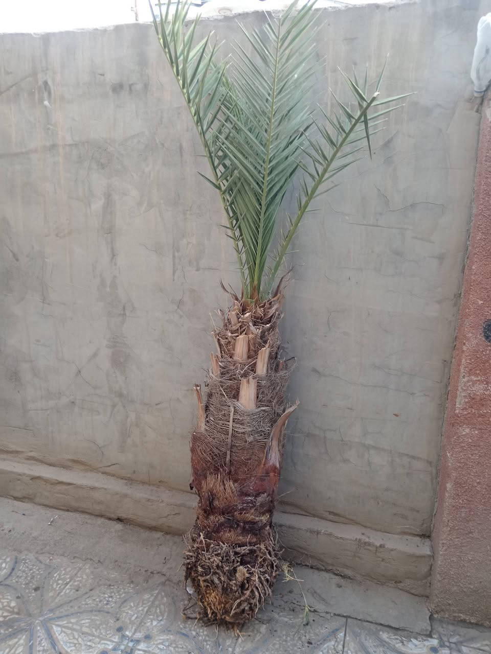 سلام عليكم نخل برحي وا مكتوم وا بريم وا مجهول للبيع العنوان بابل سده الهنديه رقم  ***********
