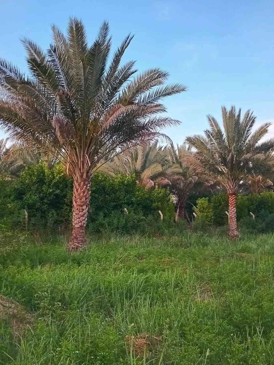 ٦٦٠ متر طابو سند ٢٥ وجه 30 نزال 22 كامل خدمات كهرباء ماء اساله تصلح استثمار أو للسكن دار للأستراحة العنوان بغداد الراشدية سعرها 37 مليون 
بيع سريع  لأجل ضروف سعرها كلش مناسب بأسمي شخصيا 
***********
