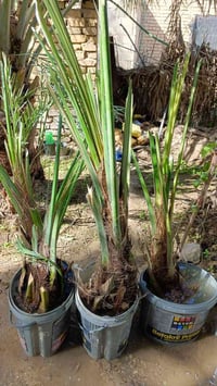 فسائل اخت الفحل • السماوة • توصيل