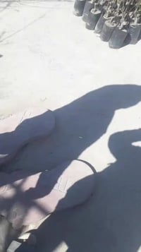 توفر بفضل الله انواع الأشجار المثمره والنباتات وجبه جديده وتوفر توصيل ...