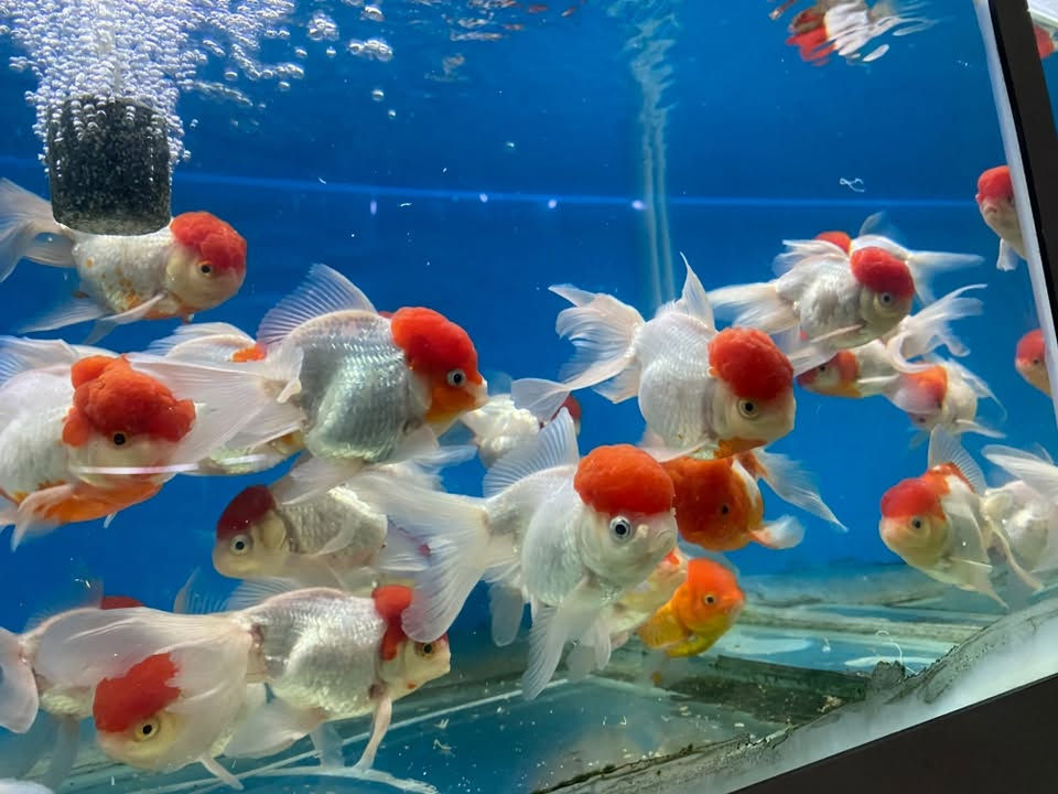 وصول وجبه اسماك جديده الى معرضنا اسعار مناسبه 🐠
🐬🐬🐬🐬🐬🐬🐬🐬🐬🐬🐬🐬🐬🐬🐬🐬
العنوان كركوك قادسيه سايد المرور القديم مجاور حلويات الحلواني


**إذا كنت صاحب هذا الإعلان وتريد حذفه لأي سبب، رجاءا أرسل رسالة إلى الدعم الفني**