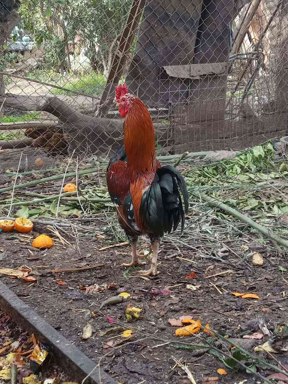 بسم •اللّـہ̣̥ ماشاء •اللّـہ̣̥
متاح دجاج عرب الوان حلوة بياض ونصاح ...
العدد 8 مع ديج خشن نقشة حلوة العدد الكلي / 9
السعر 125 وبي مجال بصيط ...مكاني بروانة ...
/***********/...
