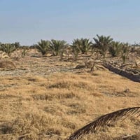 كربلاء شارع بغداد • ٧ دونم • ٣٠٠ فسيلة