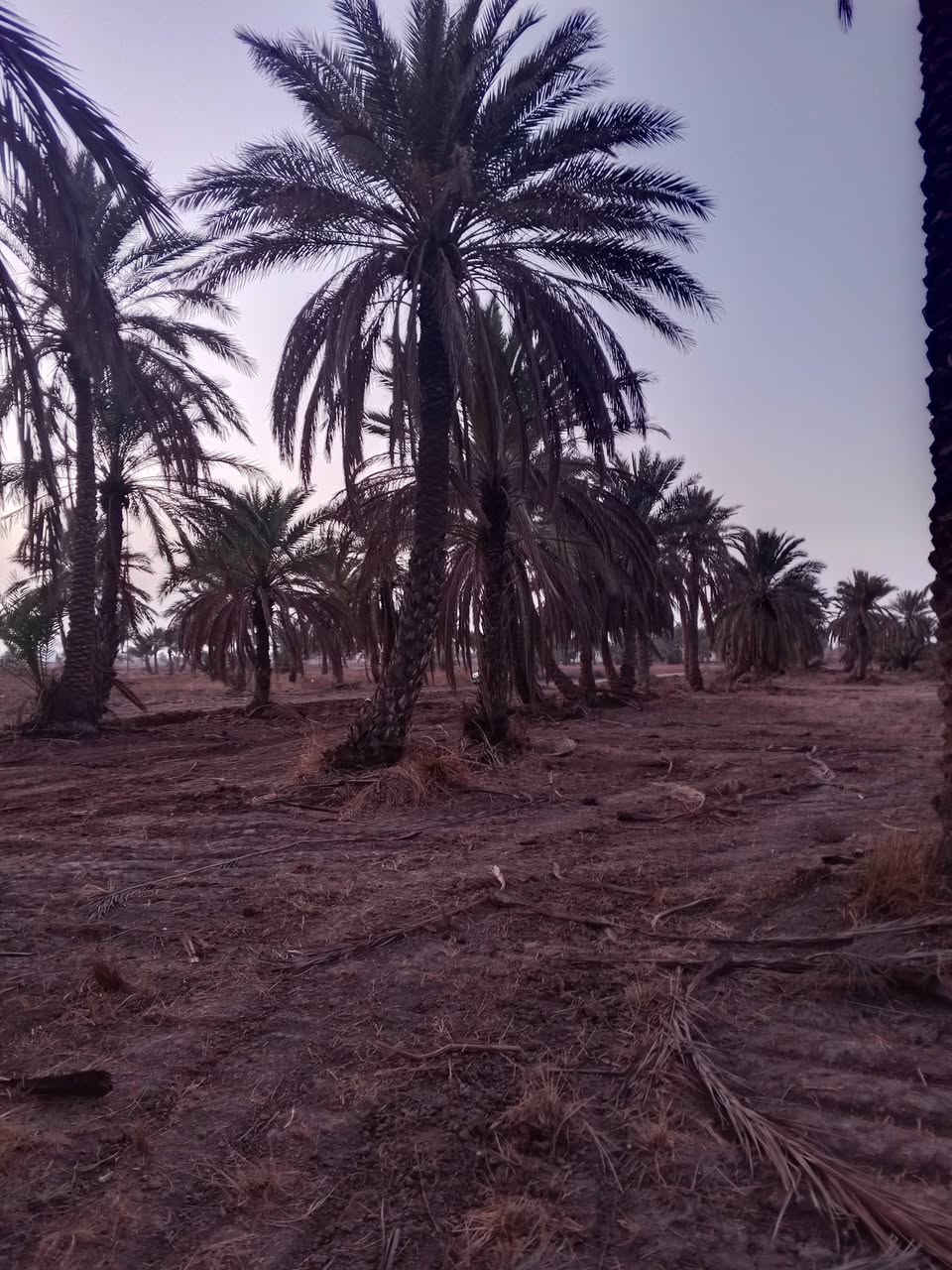 السلام عليكم اخوان عندي أرض طابو زراعي سند 25 مساحتها 8دونم أو اربعة أو حسب الطلب كاملة الخدمات من تبليط وكهرباء وماء اسالة وماء سقي في منطقة اليوسفية بئر الحمام
تبعد عن سريع الدولي 7دقائق
تبعد عن مركز الناحية 5دقائق
الأرض تصلح للاستثمار والزراعة واي مشروع 
موقعها جيد في اليوسفية بئر الحمام الشارع الثاني
سعر الدونم الواحد 63 مليون وبيه مجال كلش قليل
للأستفسار اكثر الاتصال على الارقام 
***********
***********
او واتس اب على الارقام اعلاه
