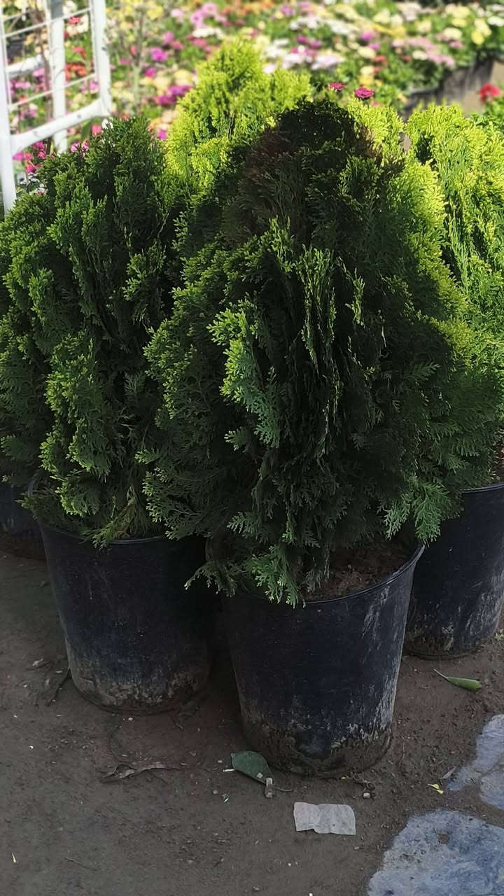 اللهم صلي على محمد وال محمد ❤️


**إذا كنت صاحب هذا الإعلان وتريد حذفه لأي سبب، رجاءا أرسل رسالة إلى الدعم الفني**