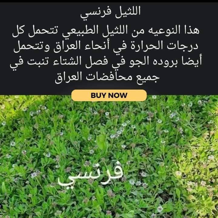 أهلاً بكم في مجموعه مزارع الثيل الهندي الطبيعي 🌿🌱
 نقدم لكم افضل انوع الثيل الطبيعي
ثيل عالي الجوده يتحمل كافه الضروف البيئية.
دائم الخضرة وباسعار تنافسيه وعروض مميزة ☘️❤️

#مستعدن لتجهيز و فرش الحدائق ودوائر الدولة
و تجهيز الملاعب و المنتزهات .
 توصيل سريع لكل محافظات العراق
الاسعار تختلف بختلاف الكمية 💚
او التواصل مع الصفحه عن طريق ارسال رسالة


**إذا كنت صاحب هذا الإعلان وتريد حذفه لأي سبب، رجاءا أرسل رسالة إلى الدعم الفني**