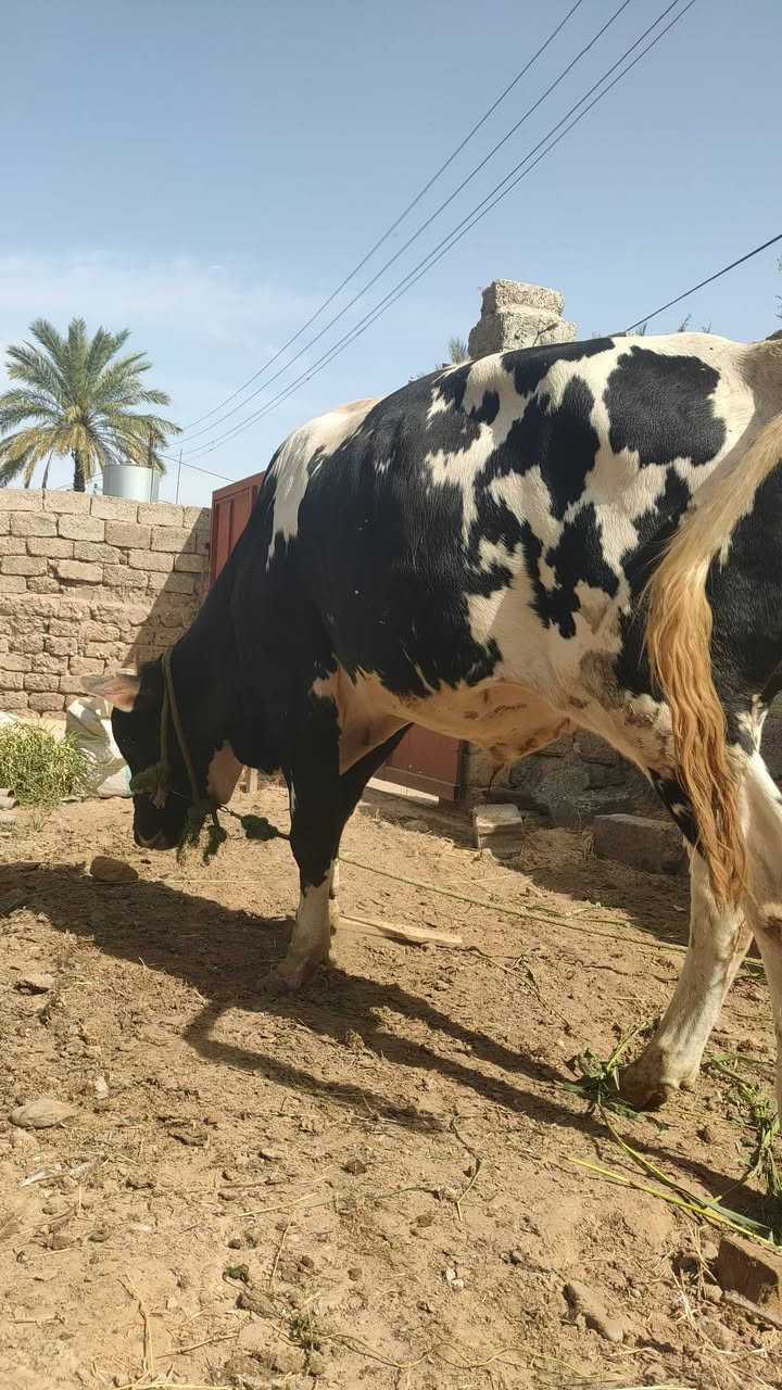 السلام عليكم 
حولي يرهم اضحيه للبيع الاتصال على الرقم التالي ***********
