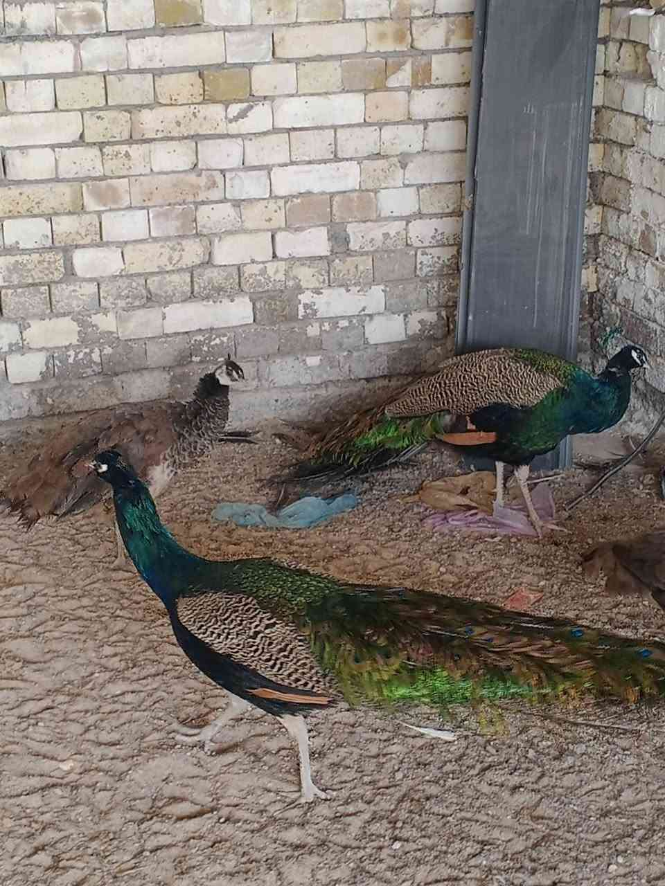 طاوس عدد 4 ثنان ذكور واثنان ايناث سعر الذكر الواحد 350 وسعر الانثا الواحده 175 المكان بغداد انتصل او واتساب ***********
