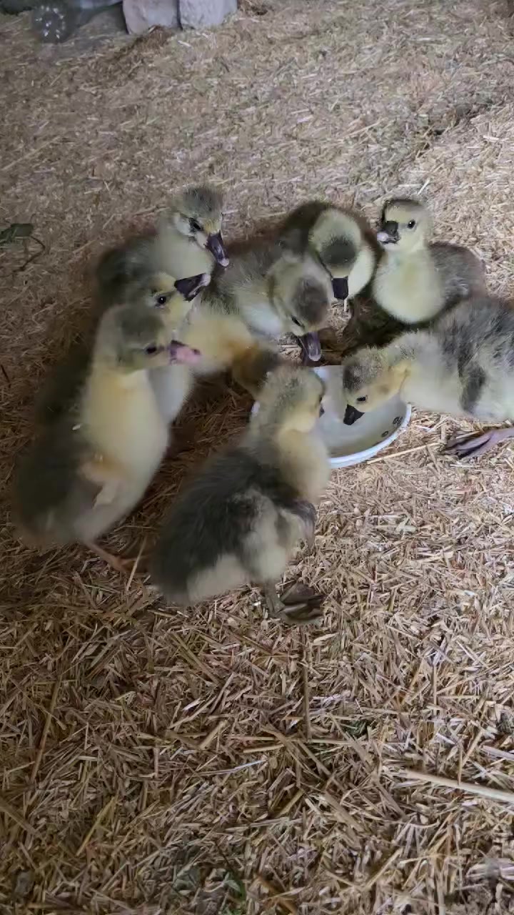 جوچکە قازی زڕشامی و ماس تەمەنی 13ڕۆژ تەندروستو بێ کێشەن لوقاحی بۆ کراوە شوێن کەلار بۆ نرخ وەرنە چات


**إذا كنت صاحب هذا الإعلان وتريد حذفه لأي سبب، رجاءا أرسل رسالة إلى الدعم الفني**