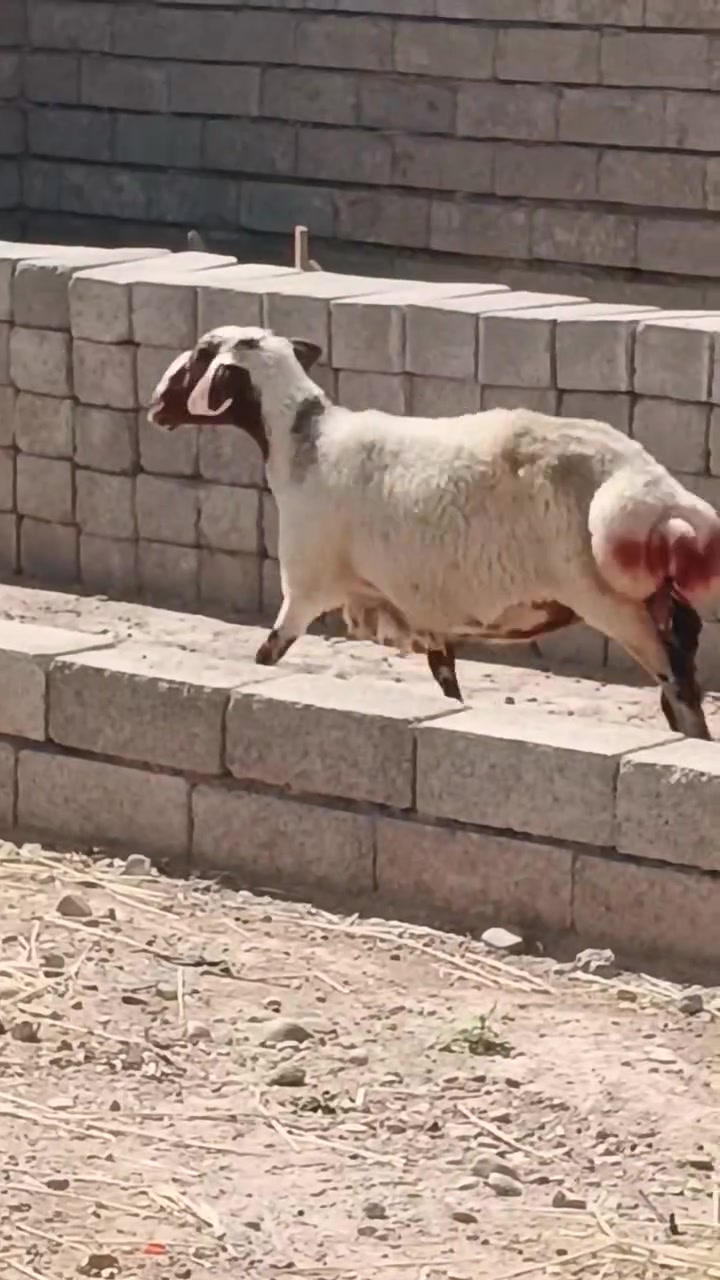 سلام عليكم اخوان نعجه للبيع شرط النصاحه
 نصاحه 3ايام نعجه حانيه سن وشطر الاستفسار
 .
  ***********.  //   ***********
