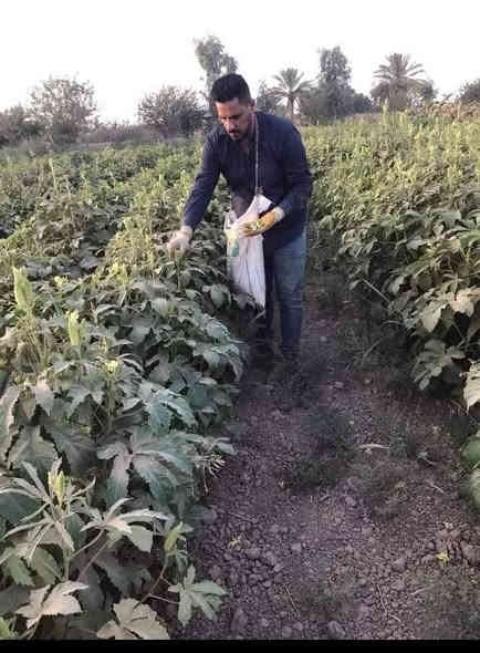 توجد لدينا بذور باميه فرنسيه الاربعينيه الاصليه بنت القوطيه 
لم تتواجد في باقي المحافظات ***********
علوها شبر تنتج  لون الغصن فاتح شرط التعهد والإنتاج العنوان بغداد جسر السلام
