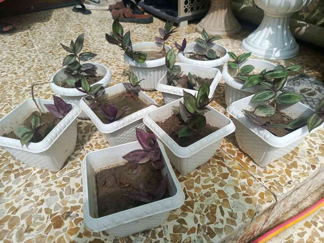نباتات كلهم على
الف بس القحف الاصفر 3


**إذا كنت صاحب هذا الإعلان وتريد حذفه لأي سبب، رجاءا أرسل رسالة إلى الدعم الفني**