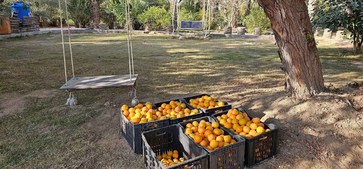 موقع مثالي في كربلاء💯
✅️مزرعة للبيع مساحة 
خمسة دونم واجهة 200 م  
تحتوي على دار إستراحة 
تحتوي على 300 نخلة ملونة 
تحتوي على 900 شجرة مثمرة 

✅️متوفرة كافة الخدمات
تبليط، ماء، كهرباء، مدارس 
طابو سند 25 سند مستقل 
منفرد بإسم شخص واحد 

✅️الموقع كربلاء - شارع رابط
 الزبيلية( قرب معمل غاز العرفان ) 
تبعد عن شارع رابط الزبيلية 500 م
تبعد من مركز مدينة كربلاء 10 كم 

💰سعر المزرعة// مليار دينار عراقي 

📞إتصل الآن: ***********
مكتب حيدر الحسناوي للعقار عنوان المكتب كربلاء شارع الرابط قرب جامع دمعه رقيه
