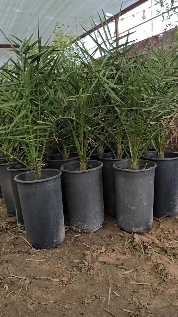 🌿 السلام عليكم متابعينا الكرام
📅 اليوم بتاريخ 2026/2/10
نعلن لكم عن بيع كمية من فسائل البرحي النسيجي
🔬 واردة من مختبر DPD البريطاني
🌴 بعمر ثلاث سنوات
📦 وبواقع 250 فسيلة تم بيعها إلى الأخ أبو علي📍 من محافظة بابل – قضاء المسيب
✅ حيث تم تزويده بـ كارت ضمان وتعهد رسمي بضمان الصنف لحين الإثمار
🚛 سيتم نقل هذه الفسائل من قبل كادر أخوكم سلام الشمري
📄 وبكتاب رسمي صادر من دائرة زراعة واسط 
📢 يتوفر لدينا أيضاً:
🌴 فسائل برحي نسيجي من مختبر DPD البريطاني
📏 بأحجام مختلفة وحسب الطلب
✨ ثقتكم محل فخر واعتزاز ✨
______________________________
للاستفسار الاتصال على الارقام التالية :
*********** /*********** او مراسلة الصفحة.  
العنوان : واسط /قضاء الصويرة /مجاور محطة وقود ديار شمر 
‏https://maps.google.com/?q=33.004799,44.803699
