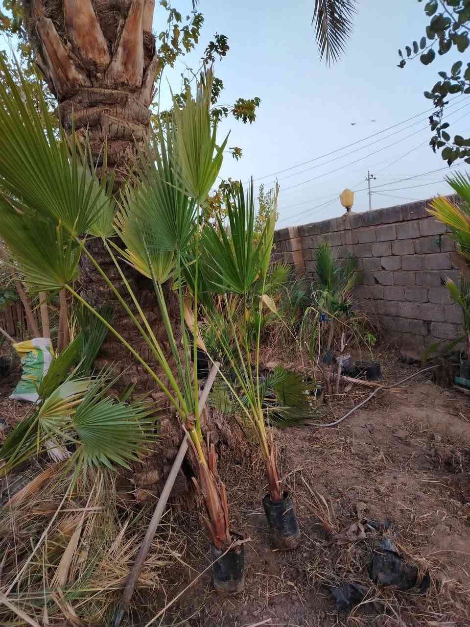 واشنطونيا إرتفاع متر إلى  مترين ونص عمره ثلاث سنوات بسعر ٥٠٠٠ جمله وفرد ٧٠٠٠ دينار
بابل القاسم قرب جامعة القاسم الخضراء
***********
