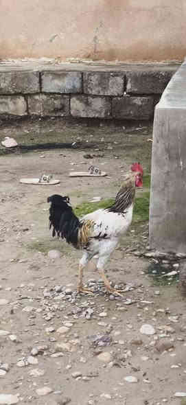 السلام عليكم يوجد ديوكة عرب للبيع الوزن كيلوين ونصف واكثر المكان الشرقاط رقم الهاتف  ***********
