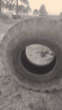 تايرات شفل 80 للبيع الحجم 20.5.25 ياباني
للتواصل ***********
