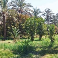 ١١٢ دونم • طابو تحويل بلاسم • واجهة ٣٨٠م