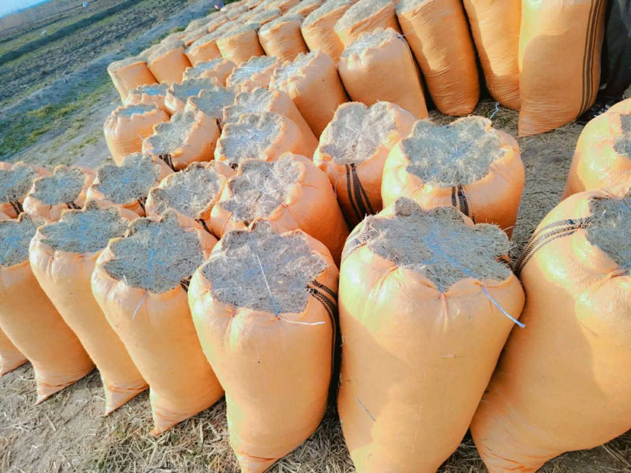 تبن ناعم ترس فول جميع القياسات المحافضات بابل مسيب الديوانية كربلا
***********
***********
