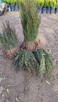 سرو عمودي • أصول تفاح • التاجي بغداد