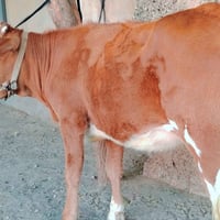 بچر كاملة • هولندية أصلية • صلاح الدين الشرقاط الخضرانيه