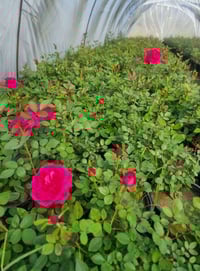 مشتل الازهار • ورد