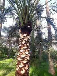 فلاح حدايق تقليم الأشجار وصاعود  نخل تلقيح تكريب بغداد 07713223646