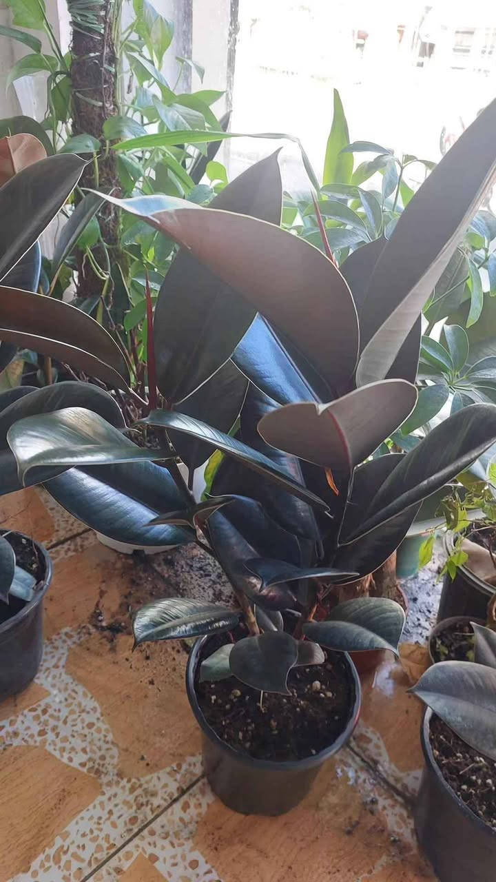 نباتات طبيعية للبيع هولنديه يوجد توصيل جميع محافظات


**إذا كنت صاحب هذا الإعلان وتريد حذفه لأي سبب، رجاءا أرسل رسالة إلى الدعم الفني**