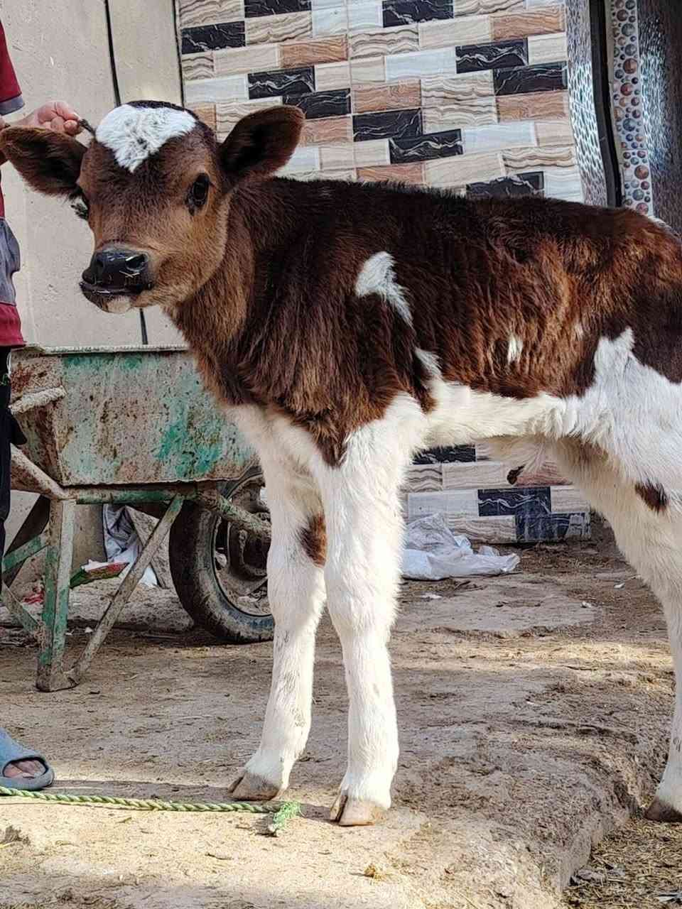 وين جنايه دابه سمتال ام2بطن وراها بجر وتحلب وكتين 15كيلو وامينه كلش مال بيت وانطي 10 ايام شروط جني ومناسبه كلش #لسعر2450 مكان بابل شوملي ***********/////*********** لاثير بي واتسااب
