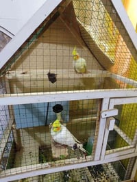 زوج كوكتيل مزاويج شرط تبيض هنه وقفص 75 رقم 07755119848