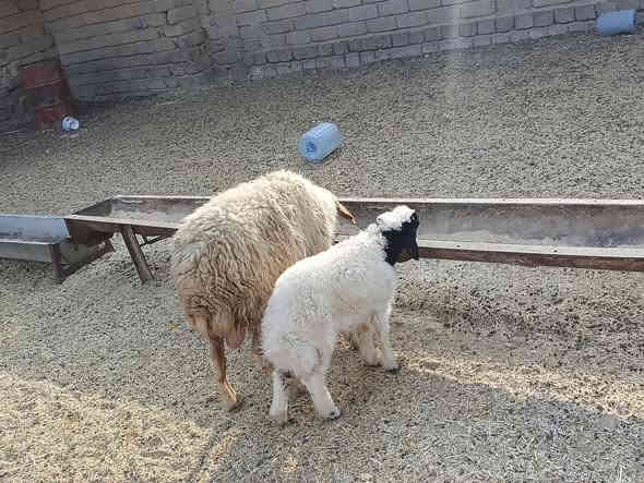 يوجد مطفل فول وراه طلي شرط نصاحه مال جنيه فول سعر 400الف المكان بيجي حي العصري رقم الهاتف ‏‪***********‬‏
