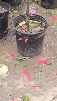 شجرة رمان • وندر فول • الشرقاط