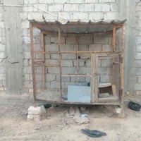 قفص حمام • مستعجل • بلاش