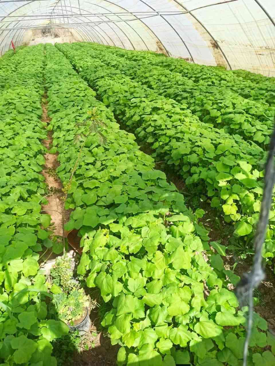 ***********السلام عليكم اخوان متوفر بيوت عراقي مقلوين الحديد 2 ملم للبيع السعر باع مليون و300 هونا والابواب والصوندات وكامل العنوان ديوانيه
