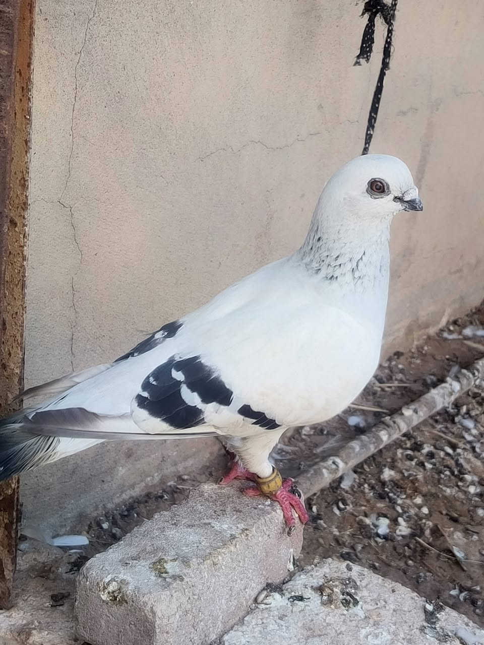 السلام وعليكم متاح ايراني وكحلي


**إذا كنت صاحب هذا الإعلان وتريد حذفه لأي سبب، رجاءا أرسل رسالة إلى الدعم الفني**