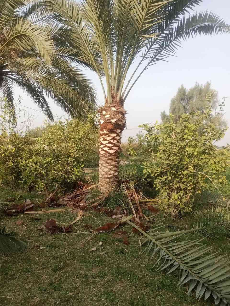 تكريب وقلع الفسائل وشتال وترتيب الحدائق 
الشمري ***********
