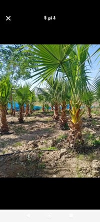 واشنطونيا • نخيل • اكر