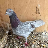 فحل • موسمين • لوت صحيح